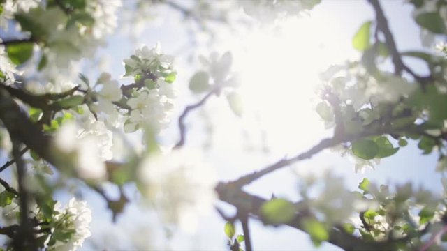 Spring flowers on an apple tree.