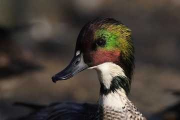 Sarcelle à faucille