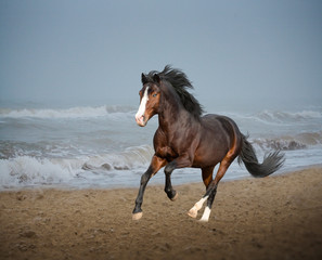 Fototapeta na wymiar Bay horse running along the beach in the storm