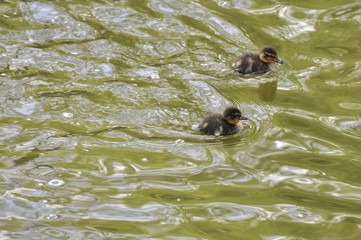 Fototapeta premium two ducklings swimming