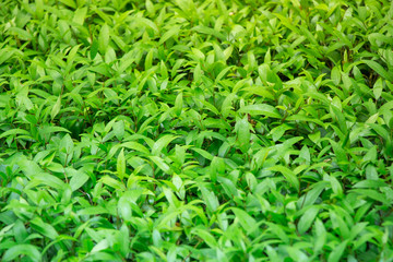 A nice green shrub in well landscaped garden brings peace and a good change to sit down for some spiritual reflection and fresh air, to gather your thoughts, sit in a peaceful place, and reflect.