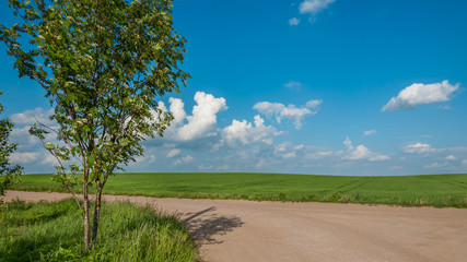 rural landscape. agricultural field behind the dirt road under the blue cloudy sky