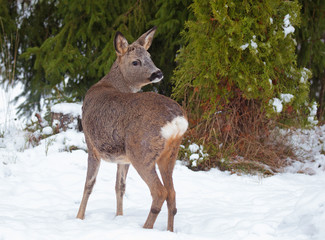 Roe deer (Capreolus capreolus) in the forest environment.