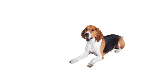 Isolated portrait of a dog that lies on the floor. Beautiful beagle. Free space for advertising animal goods or hunter stuff.