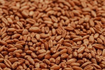 Processed organic wheat grains as agricultural background