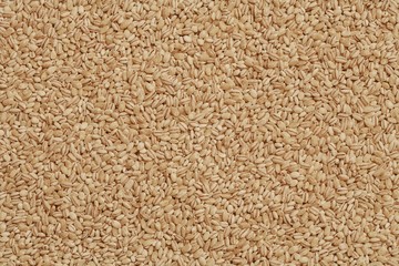 pearl barley texture background, vegetarian food photo