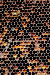 honeycomb background with wasp