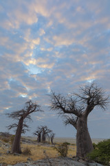 Fototapeta na wymiar Colourful clouds and baobab trees