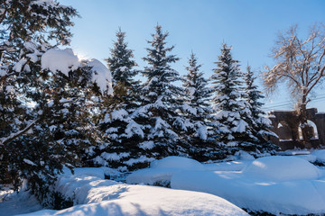 Amazing winter scene with snow covered fir trees, Armenia