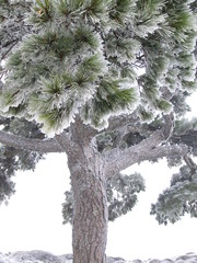 tree pine winter freeze invierno arbol pino