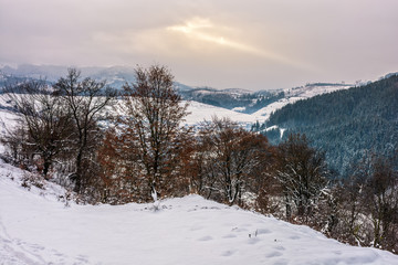 forest in rural area in winter mountains