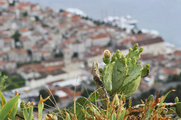Altstadt von Hvar im Vordergrund Kakteen