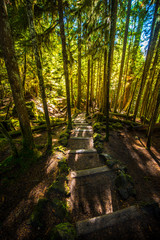 Sahalie Falls Trail Wooden steps leading down to McKenzie river