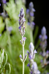 Lavendula