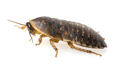 cockroach - Blaptica dubia