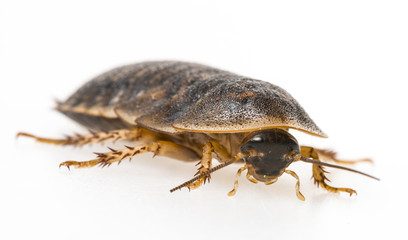 cockroach - Blaptica dubia