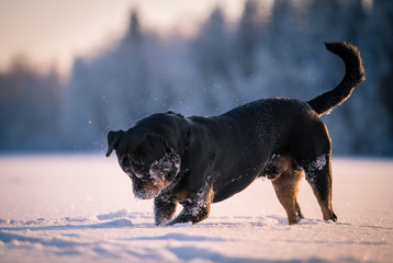 Rottweiler playing in snow