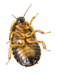 cockroach - Blaptica dubia