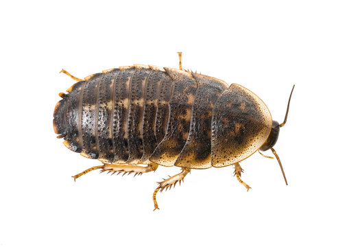 cockroach - Blaptica dubia