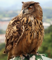 Owl