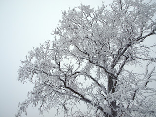 Tree with frozen branches at winter