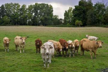 Fototapeta na wymiar Vaches Charolaises d'avant garde du Marais Poitevin, département de la Vendée en région Pays de la Loire, France