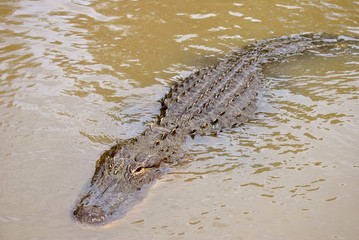 American alligator swimming