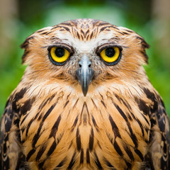 Owl face close up