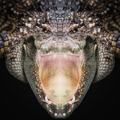 Crocodile face close up