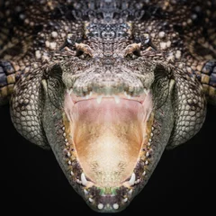 Fotobehang Crocodile face close up © sattapapan tratong