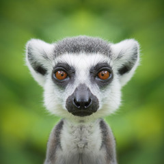 Lemur face close up