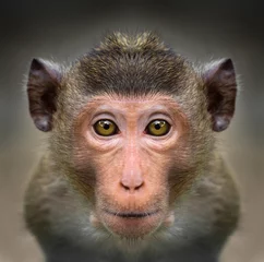  Monkey face close up © sattapapan tratong