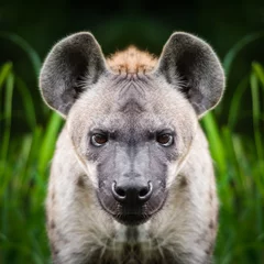 Tuinposter Hyena gezicht close-up © sattapapan tratong