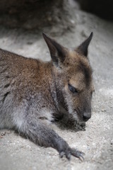 kangaroo