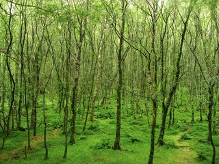 Mystical Irish Forest