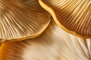 Maitake Mushrooms Cluster