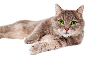 The gray cat lies on one side, a white background