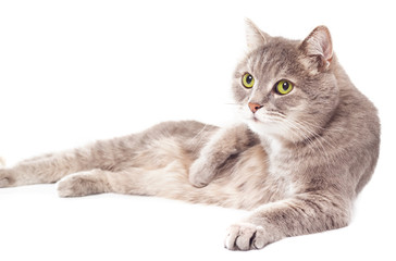 The gray cat lies on one side, a white background