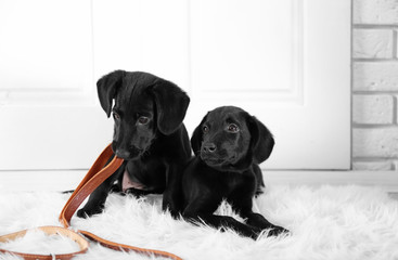 Cute Labrador puppies on white carpet