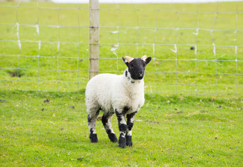 Black face sheep isle of Mull Scotland uk with horns and white and black legs
