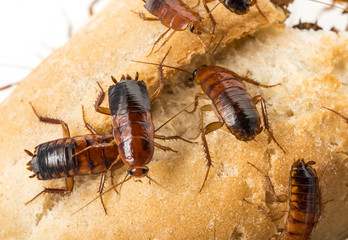 cockroach - Blatta lateralis