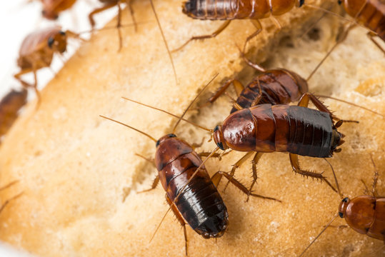 cockroach - Blatta lateralis