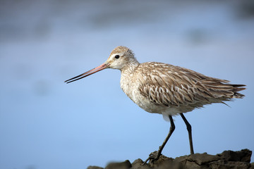 The bar-tailed godwit (Limosa lapponica), non-breeding plumage, with blue background