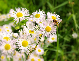 Fototapeta premium Summer wildflowers,close up 