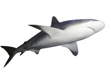 Fototapeta premium The Caribbean reef shark (Carcharhinus perezii), at the bottom and in black and white