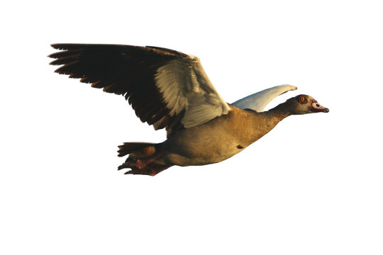 The Egyptian goose (Alopochen aegyptiacus) flying