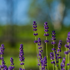 Lavender flowers blooming