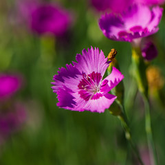 Fototapeta premium carnation flower