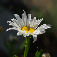 Obraz premium chamomile flower