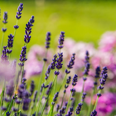 Fototapeta premium Lavender flowers blooming
